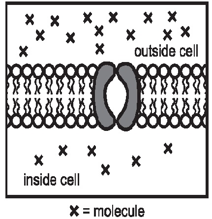 Biology Unit 4 Exam: Cell Membrane & Transport - Quiz